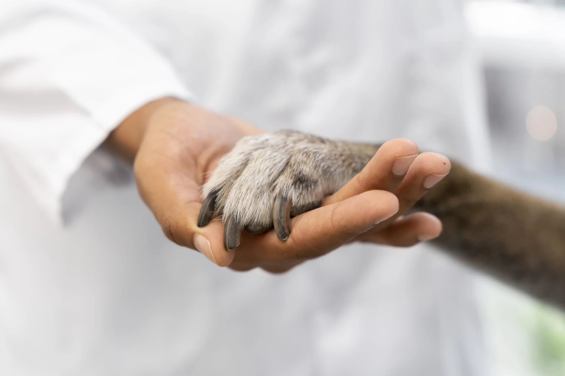 close-up-hand-holding-dog-paw