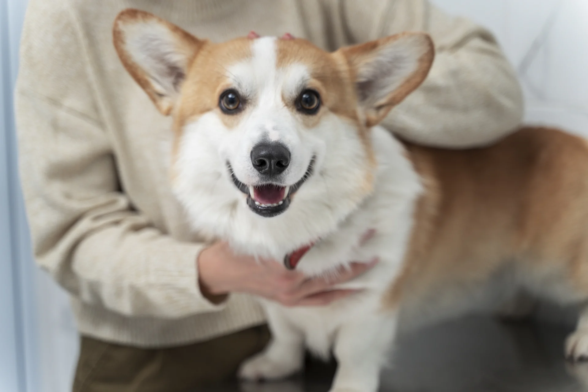 close-up-hands-holding-corgi